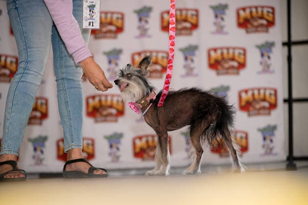 World s Ugliest Dog contest 2026 in California SONOMA COUNTY, CALIFORNIA - AUG 14: Dog named Klara competes during the World s Ugliest Dog contest 2026 at Sonoma County Event Center in Santa Rosa, California, United States on August 14, 2026. Tayfun Coskun Anadolu California United States. Editorial use only. Please get in touch for any other usage.  Copyright: x2026xAnadoluxTayfunxCoskunx