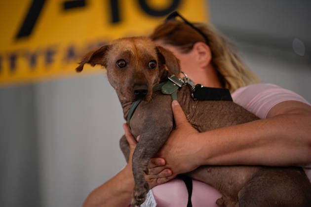 World s Ugliest Dog contest 2026 in California SONOMA COUNTY, CALIFORNIA - AUG 14: World s Ugliest Dog contest 2026 was held at Sonoma County Event Center in Santa Rosa, California, United States on August 14, 2026. Tayfun Coskun Anadolu California United States. Editorial use only. Please get in touch for any other usage.  Copyright: x2026xAnadoluxTayfunxCoskunx