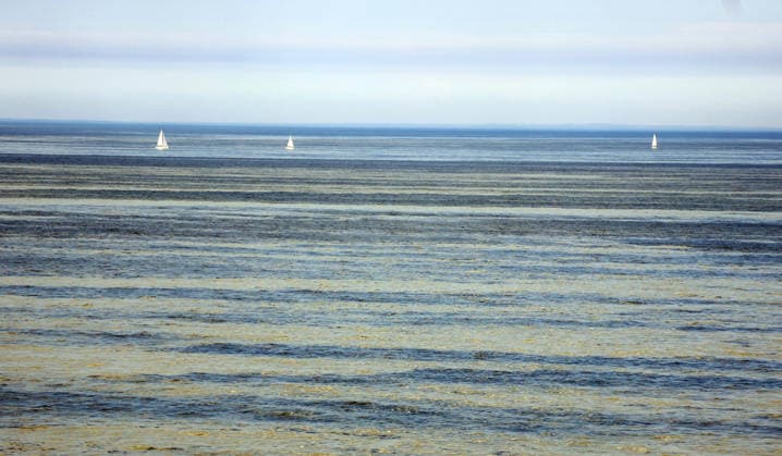 Blaualgen in der Ostsee Rostock 15.08.2026 Blaualgen in der Ostsee vor Rostock zwischen Dänemark Rostock Ostsee Mecklenburg-Vorpommern Deutschland *** Blue-green algae in the Baltic Sea, Rostock, August 15, 2026 Blue-green algae in the Baltic Sea off Rostock, between Denmark, Rostock, the Baltic Sea, Mecklenburg-Western Pomerania, and Germany
