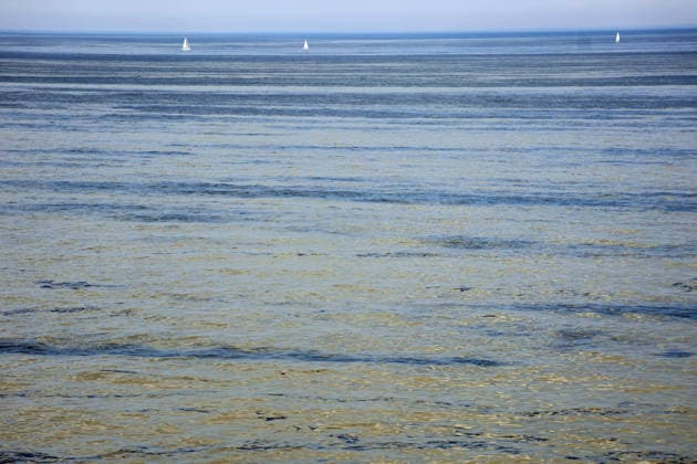 Blaualgen in der Ostsee Rostock 15.08.2026 Blaualgen in der Ostsee vor Rostock Im Hintergrund die dänische Küste Rostock Ostsee Mecklenburg-Vorpommern Deutschland *** Blue-green algae in the Baltic Sea, Rostock, August 15, 2026 Blue-green algae in the Baltic Sea off Rostock; the Danish coast in the background Rostock, Baltic Sea, Mecklenburg-Western Pomerania, Germany