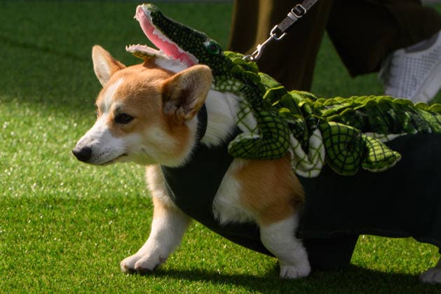 Corgi Race in Vilnius VILNIUS, LITHUANIA - AUGUST 15: Corgis and their owners gather at Vingis Park in Vilnius, Lithuania, on August 15, 2026, during the fifth annual Corgi Race Vilnius. Around 130 corgis from eight countries across Europe and the United States took part in the fifth annual Corgi Race Vilnius on Saturday, drawing thousands of spectators to Vingis Park as the Lithuanian capital again billed itself the European Corgi Capital . The event, which began during the pandemic as a friendly bet between two owners, now features sprint heats, a costume parade, a loudest-bark contest and new agility and run-return races. U.S. owners took first and second place in the main race, highlighting the growing international appeal of the fes  Copyright: x2026xAnadoluxYauhenxYerchakx