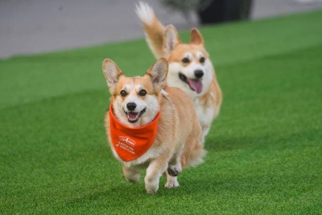 Corgi Race in Vilnius VILNIUS, LITHUANIA - AUGUST 15: Corgis and their owners gather at Vingis Park in Vilnius, Lithuania, on August 15, 2026, during the fifth annual Corgi Race Vilnius. Around 130 corgis from eight countries across Europe and the United States took part in the fifth annual Corgi Race Vilnius on Saturday, drawing thousands of spectators to Vingis Park as the Lithuanian capital again billed itself the European Corgi Capital . The event, which began during the pandemic as a friendly bet between two owners, now features sprint heats, a costume parade, a loudest-bark contest and new agility and run-return races. U.S. owners took first and second place in the main race, highlighting the growing international appeal of the fes  Copyright: x2026xAnadoluxYauhenxYerchakx