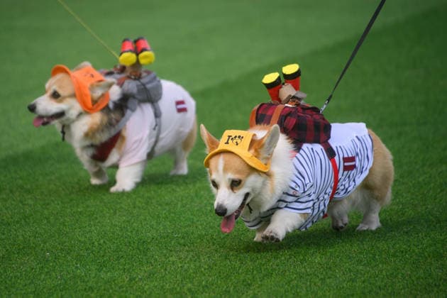 Corgi Race in Vilnius VILNIUS, LITHUANIA - AUGUST 15: Corgis and their owners gather at Vingis Park in Vilnius, Lithuania, on August 15, 2026, during the fifth annual Corgi Race Vilnius. Around 130 corgis from eight countries across Europe and the United States took part in the fifth annual Corgi Race Vilnius on Saturday, drawing thousands of spectators to Vingis Park as the Lithuanian capital again billed itself the European Corgi Capital . The event, which began during the pandemic as a friendly bet between two owners, now features sprint heats, a costume parade, a loudest-bark contest and new agility and run-return races. U.S. owners took first and second place in the main race, highlighting the growing international appeal of the fes  Copyright: x2026xAnadoluxYauhenxYerchakx