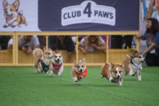 Corgi Race in Vilnius VILNIUS, LITHUANIA - AUGUST 15: Corgis and their owners gather at Vingis Park in Vilnius, Lithuania, on August 15, 2026, during the fifth annual Corgi Race Vilnius. Around 130 corgis from eight countries across Europe and the United States took part in the fifth annual Corgi Race Vilnius on Saturday, drawing thousands of spectators to Vingis Park as the Lithuanian capital again billed itself the European Corgi Capital . The event, which began during the pandemic as a friendly bet between two owners, now features sprint heats, a costume parade, a loudest-bark contest and new agility and run-return races. U.S. owners took first and second place in the main race, highlighting the growing international appeal of the fes  Copyright: x2026xAnadoluxYauhenxYerchakx