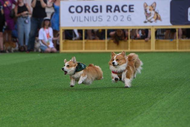 Corgi Race in Vilnius VILNIUS, LITHUANIA - AUGUST 15: Corgis and their owners gather at Vingis Park in Vilnius, Lithuania, on August 15, 2026, during the fifth annual Corgi Race Vilnius. Around 130 corgis from eight countries across Europe and the United States took part in the fifth annual Corgi Race Vilnius on Saturday, drawing thousands of spectators to Vingis Park as the Lithuanian capital again billed itself the European Corgi Capital . The event, which began during the pandemic as a friendly bet between two owners, now features sprint heats, a costume parade, a loudest-bark contest and new agility and run-return races. U.S. owners took first and second place in the main race, highlighting the growing international appeal of the fes  Copyright: x2026xAnadoluxYauhenxYerchakx