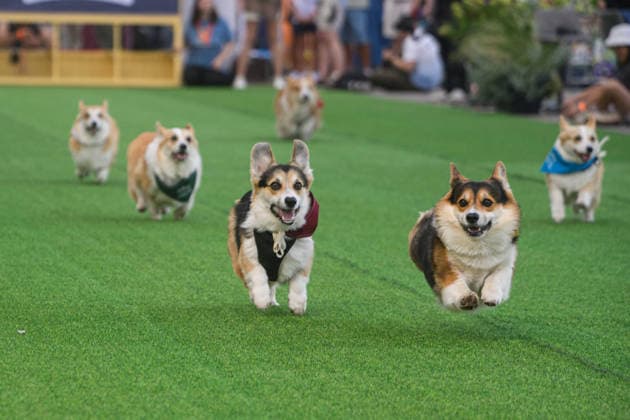 Corgi Race in Vilnius VILNIUS, LITHUANIA - AUGUST 15: Corgis and their owners gather at Vingis Park in Vilnius, Lithuania, on August 15, 2026, during the fifth annual Corgi Race Vilnius. Around 130 corgis from eight countries across Europe and the United States took part in the fifth annual Corgi Race Vilnius on Saturday, drawing thousands of spectators to Vingis Park as the Lithuanian capital again billed itself the European Corgi Capital . The event, which began during the pandemic as a friendly bet between two owners, now features sprint heats, a costume parade, a loudest-bark contest and new agility and run-return races. U.S. owners took first and second place in the main race, highlighting the growing international appeal of the fes  Copyright: x2026xAnadoluxYauhenxYerchakx