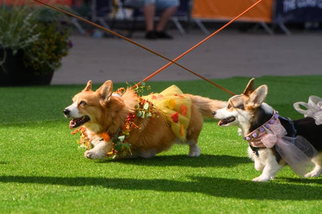 Corgi Race in Vilnius VILNIUS, LITHUANIA - AUGUST 15: Corgis and their owners gather at Vingis Park in Vilnius, Lithuania, on August 15, 2026, during the fifth annual Corgi Race Vilnius. Around 130 corgis from eight countries across Europe and the United States took part in the fifth annual Corgi Race Vilnius on Saturday, drawing thousands of spectators to Vingis Park as the Lithuanian capital again billed itself the European Corgi Capital . The event, which began during the pandemic as a friendly bet between two owners, now features sprint heats, a costume parade, a loudest-bark contest and new agility and run-return races. U.S. owners took first and second place in the main race, highlighting the growing international appeal of the fes  Copyright: x2026xAnadoluxYauhenxYerchakx