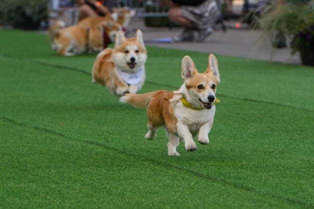 Corgi Race in Vilnius VILNIUS, LITHUANIA - AUGUST 15: Corgis and their owners gather at Vingis Park in Vilnius, Lithuania, on August 15, 2026, during the fifth annual Corgi Race Vilnius. Around 130 corgis from eight countries across Europe and the United States took part in the fifth annual Corgi Race Vilnius on Saturday, drawing thousands of spectators to Vingis Park as the Lithuanian capital again billed itself the European Corgi Capital . The event, which began during the pandemic as a friendly bet between two owners, now features sprint heats, a costume parade, a loudest-bark contest and new agility and run-return races. U.S. owners took first and second place in the main race, highlighting the growing international appeal of the fes  Copyright: x2026xAnadoluxYauhenxYerchakx