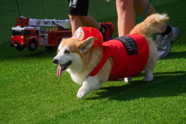 Corgi Race in Vilnius VILNIUS, LITHUANIA - AUGUST 15: Corgis and their owners gather at Vingis Park in Vilnius, Lithuania, on August 15, 2026, during the fifth annual Corgi Race Vilnius. Around 130 corgis from eight countries across Europe and the United States took part in the fifth annual Corgi Race Vilnius on Saturday, drawing thousands of spectators to Vingis Park as the Lithuanian capital again billed itself the European Corgi Capital . The event, which began during the pandemic as a friendly bet between two owners, now features sprint heats, a costume parade, a loudest-bark contest and new agility and run-return races. U.S. owners took first and second place in the main race, highlighting the growing international appeal of the fes  Copyright: x2026xAnadoluxYauhenxYerchakx