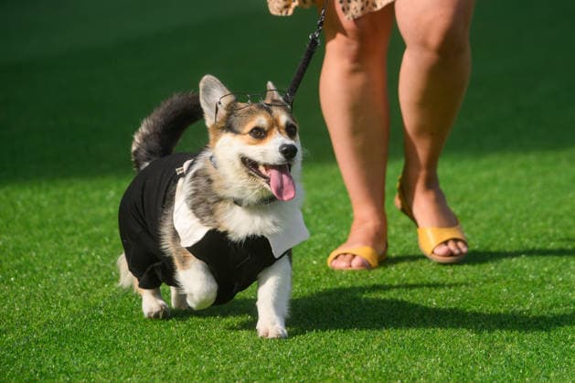 Corgi Race in Vilnius VILNIUS, LITHUANIA - AUGUST 15: Corgis and their owners gather at Vingis Park in Vilnius, Lithuania, on August 15, 2026, during the fifth annual Corgi Race Vilnius. Around 130 corgis from eight countries across Europe and the United States took part in the fifth annual Corgi Race Vilnius on Saturday, drawing thousands of spectators to Vingis Park as the Lithuanian capital again billed itself the European Corgi Capital . The event, which began during the pandemic as a friendly bet between two owners, now features sprint heats, a costume parade, a loudest-bark contest and new agility and run-return races. U.S. owners took first and second place in the main race, highlighting the growing international appeal of the fes  Copyright: x2026xAnadoluxYauhenxYerchakx