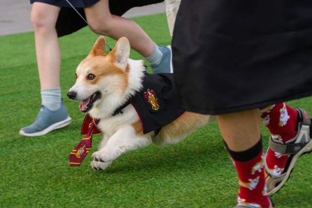 Corgi Race in Vilnius VILNIUS, LITHUANIA - AUGUST 15: Corgis and their owners gather at Vingis Park in Vilnius, Lithuania, on August 15, 2026, during the fifth annual Corgi Race Vilnius. Around 130 corgis from eight countries across Europe and the United States took part in the fifth annual Corgi Race Vilnius on Saturday, drawing thousands of spectators to Vingis Park as the Lithuanian capital again billed itself the European Corgi Capital . The event, which began during the pandemic as a friendly bet between two owners, now features sprint heats, a costume parade, a loudest-bark contest and new agility and run-return races. U.S. owners took first and second place in the main race, highlighting the growing international appeal of the fes  Copyright: x2026xAnadoluxYauhenxYerchakx