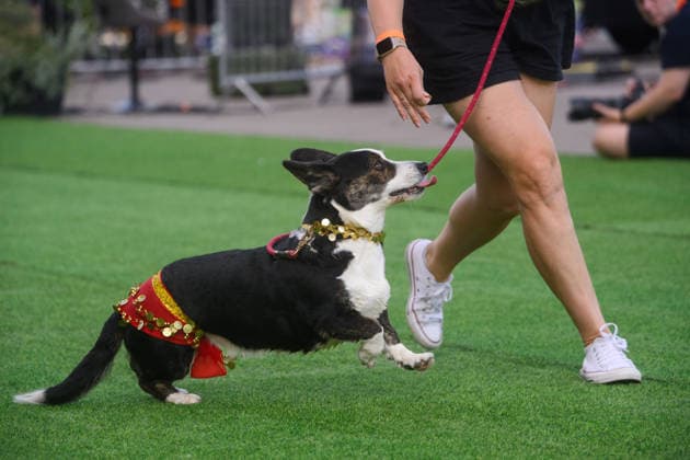 Corgi Race in Vilnius VILNIUS, LITHUANIA - AUGUST 15: Corgis and their owners gather at Vingis Park in Vilnius, Lithuania, on August 15, 2026, during the fifth annual Corgi Race Vilnius. Around 130 corgis from eight countries across Europe and the United States took part in the fifth annual Corgi Race Vilnius on Saturday, drawing thousands of spectators to Vingis Park as the Lithuanian capital again billed itself the European Corgi Capital . The event, which began during the pandemic as a friendly bet between two owners, now features sprint heats, a costume parade, a loudest-bark contest and new agility and run-return races. U.S. owners took first and second place in the main race, highlighting the growing international appeal of the fes  Copyright: x2026xAnadoluxYauhenxYerchakx