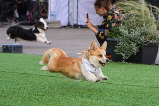 Corgi Race in Vilnius VILNIUS, LITHUANIA - AUGUST 15: Corgis and their owners gather at Vingis Park in Vilnius, Lithuania, on August 15, 2026, during the fifth annual Corgi Race Vilnius. Around 130 corgis from eight countries across Europe and the United States took part in the fifth annual Corgi Race Vilnius on Saturday, drawing thousands of spectators to Vingis Park as the Lithuanian capital again billed itself the European Corgi Capital . The event, which began during the pandemic as a friendly bet between two owners, now features sprint heats, a costume parade, a loudest-bark contest and new agility and run-return races. U.S. owners took first and second place in the main race, highlighting the growing international appeal of the fes  Copyright: x2026xAnadoluxYauhenxYerchakx