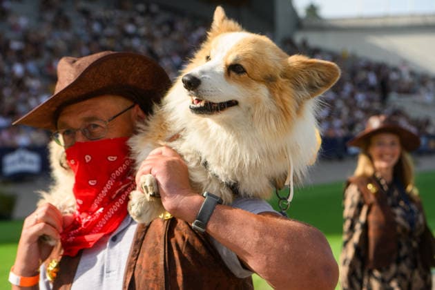 Corgi Race in Vilnius VILNIUS, LITHUANIA - AUGUST 15: Corgis and their owners gather at Vingis Park in Vilnius, Lithuania, on August 15, 2026, during the fifth annual Corgi Race Vilnius. Around 130 corgis from eight countries across Europe and the United States took part in the fifth annual Corgi Race Vilnius on Saturday, drawing thousands of spectators to Vingis Park as the Lithuanian capital again billed itself the European Corgi Capital . The event, which began during the pandemic as a friendly bet between two owners, now features sprint heats, a costume parade, a loudest-bark contest and new agility and run-return races. U.S. owners took first and second place in the main race, highlighting the growing international appeal of the fes  Copyright: x2026xAnadoluxYauhenxYerchakx