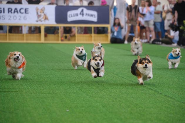 Corgi Race in Vilnius VILNIUS, LITHUANIA - AUGUST 15: Corgis and their owners gather at Vingis Park in Vilnius, Lithuania, on August 15, 2026, during the fifth annual Corgi Race Vilnius. Around 130 corgis from eight countries across Europe and the United States took part in the fifth annual Corgi Race Vilnius on Saturday, drawing thousands of spectators to Vingis Park as the Lithuanian capital again billed itself the European Corgi Capital . The event, which began during the pandemic as a friendly bet between two owners, now features sprint heats, a costume parade, a loudest-bark contest and new agility and run-return races. U.S. owners took first and second place in the main race, highlighting the growing international appeal of the fes  Copyright: x2026xAnadoluxYauhenxYerchakx