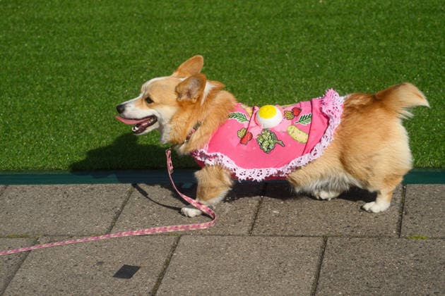Corgi Race in Vilnius VILNIUS, LITHUANIA - AUGUST 15: Corgis and their owners gather at Vingis Park in Vilnius, Lithuania, on August 15, 2026, during the fifth annual Corgi Race Vilnius. Around 130 corgis from eight countries across Europe and the United States took part in the fifth annual Corgi Race Vilnius on Saturday, drawing thousands of spectators to Vingis Park as the Lithuanian capital again billed itself the European Corgi Capital . The event, which began during the pandemic as a friendly bet between two owners, now features sprint heats, a costume parade, a loudest-bark contest and new agility and run-return races. U.S. owners took first and second place in the main race, highlighting the growing international appeal of the fes  Copyright: x2026xAnadoluxYauhenxYerchakx