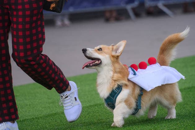 Corgi Race in Vilnius VILNIUS, LITHUANIA - AUGUST 15: Corgis and their owners gather at Vingis Park in Vilnius, Lithuania, on August 15, 2026, during the fifth annual Corgi Race Vilnius. Around 130 corgis from eight countries across Europe and the United States took part in the fifth annual Corgi Race Vilnius on Saturday, drawing thousands of spectators to Vingis Park as the Lithuanian capital again billed itself the European Corgi Capital . The event, which began during the pandemic as a friendly bet between two owners, now features sprint heats, a costume parade, a loudest-bark contest and new agility and run-return races. U.S. owners took first and second place in the main race, highlighting the growing international appeal of the fes  Copyright: x2026xAnadoluxYauhenxYerchakx