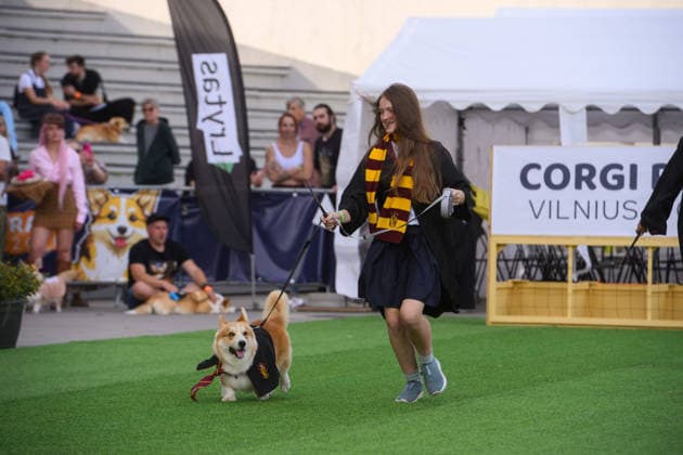 Corgi Race in Vilnius VILNIUS, LITHUANIA - AUGUST 15: Corgis and their owners gather at Vingis Park in Vilnius, Lithuania, on August 15, 2026, during the fifth annual Corgi Race Vilnius. Around 130 corgis from eight countries across Europe and the United States took part in the fifth annual Corgi Race Vilnius on Saturday, drawing thousands of spectators to Vingis Park as the Lithuanian capital again billed itself the European Corgi Capital . The event, which began during the pandemic as a friendly bet between two owners, now features sprint heats, a costume parade, a loudest-bark contest and new agility and run-return races. U.S. owners took first and second place in the main race, highlighting the growing international appeal of the fes  Copyright: x2026xAnadoluxYauhenxYerchakx