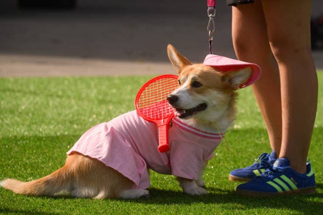 Entertainment Bilder des Tages Corgi Race in Vilnius VILNIUS, LITHUANIA - AUGUST 15: Corgis and their owners gather at Vingis Park in Vilnius, Lithuania, on August 15, 2026, during the fifth annual Corgi Race Vilnius. Around 130 corgis from eight countries across Europe and the United States took part in the fifth annual Corgi Race Vilnius on Saturday, drawing thousands of spectators to Vingis Park as the Lithuanian capital again billed itself the European Corgi Capital . The event, which began during the pandemic as a friendly bet between two owners, now features sprint heats, a costume parade, a loudest-bark contest and new agility and run-return races. U.S. owners took first and second place in the main race, highlighting the growing international appeal of the fes  Copyright: x2026xAnadoluxYauhenxYerchakx