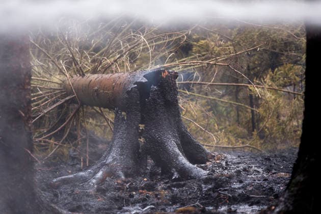 Glutnester am Boden im Wald von Huertgewald (Hürtgenwald) im Kreis Dueren (Düren) (Foto vom 15.08.2026). Der Grossbrand in der Gemeinde in Huertgenwald hat sich in der Nacht zu Samstag nicht weiter ausgebreitet. 1.400 Einsatzkraefte sind im Einsatz. Der Brand war am Donnerstagabend in der Eifelgemeinde ausgebrochen und hatte sich am Freitag auf etwa 300 Hektar ausgebreitet, eine Flaeche fast so gross wie der Central Park in New York. Es ist der groesste jemals dokumentierte Waldbrand in Nordrhein-Westfalen. (Siehe epd-Bericht vom 15.08.2026) EDITORIAL USE ONLY *** Pockets of embers on the forest floor in Huertgenwald, in the district of Düren. Photo taken on August 15, 2026. The major fire in the municipality of Huertgenwald did not sprea Copyright: epd-bild GuidoxSchiefer epd-Grossbrand_Huertgenwald17-kopieren