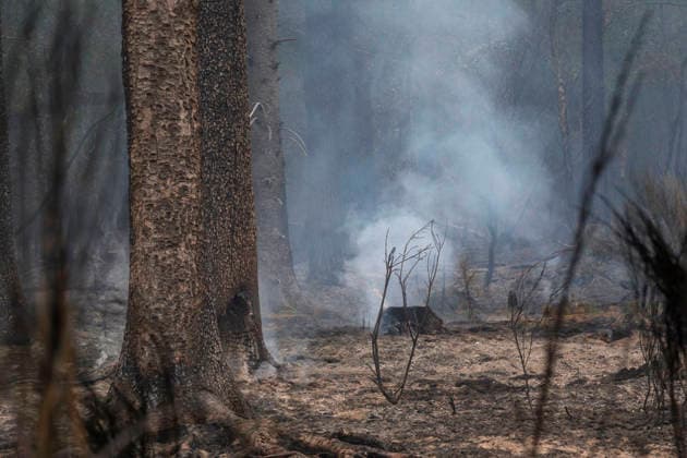 Glutnester am Boden im Wald von Huertgewald (Hürtgenwald) im Kreis Dueren (Düren) (Foto vom 15.08.2026). Der Grossbrand in der Gemeinde in Huertgenwald hat sich in der Nacht zu Samstag nicht weiter ausgebreitet. 1.400 Einsatzkraefte sind im Einsatz. Der Brand war am Donnerstagabend in der Eifelgemeinde ausgebrochen und hatte sich am Freitag auf etwa 300 Hektar ausgebreitet, eine Flaeche fast so gross wie der Central Park in New York. Es ist der groesste jemals dokumentierte Waldbrand in Nordrhein-Westfalen. (Siehe epd-Bericht vom 15.08.2026) EDITORIAL USE ONLY *** Pockets of embers on the forest floor in Huertgenwald, in the district of Düren. Photo taken on August 15, 2026. The major fire in the municipality of Huertgenwald did not sprea Copyright: epd-bild GuidoxSchiefer epd-Grossbrand_Huertgenwald19-kopieren