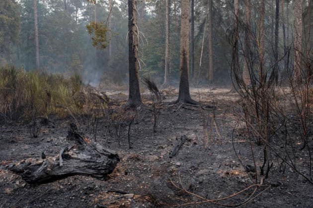 Glutnester am Boden im Wald von Huertgewald (Hürtgenwald) im Kreis Dueren (Düren) (Foto vom 15.08.2026). Der Grossbrand in der Gemeinde in Huertgenwald hat sich in der Nacht zu Samstag nicht weiter ausgebreitet. 1.400 Einsatzkraefte sind im Einsatz. Der Brand war am Donnerstagabend in der Eifelgemeinde ausgebrochen und hatte sich am Freitag auf etwa 300 Hektar ausgebreitet, eine Flaeche fast so gross wie der Central Park in New York. Es ist der groesste jemals dokumentierte Waldbrand in Nordrhein-Westfalen. (Siehe epd-Bericht vom 15.08.2026) EDITORIAL USE ONLY *** Pockets of embers on the forest floor in Huertgenwald, Hürtgenwald, in the district of Düren. Photo taken on August 15, 2026. The major fire in the municipality of Huertgenwald Copyright: epd-bild GuidoxSchiefer 260815_Waldbrand_H__rtgenwald_43