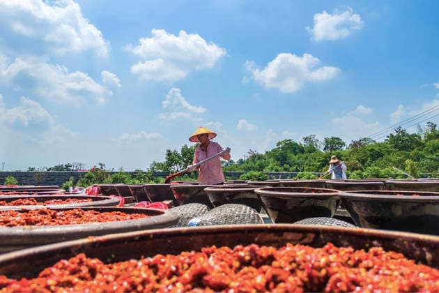 (260816) -- SHUANGFENG, Aug. 16, 2026 -- Staff members operate at an airing field for chili sauce in Yongfeng Subdistrict of Shuangfeng County, Loudi City of central China s Hunan Province, Aug. 16, 2026. As one of China s protected geographical indication products, chili sauce made in Yongfeng Subdistrict boasts a history of several centuries. (Photo by Xinhua) CHINA-HUNAN-SHUANGFENG-CHILI SAUCE-PREPARATION (CN) LixJianxin 