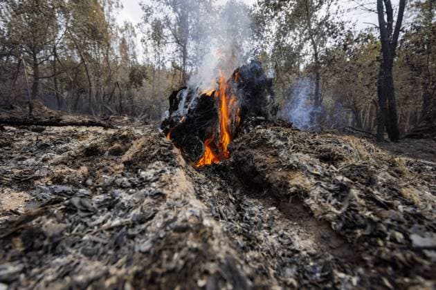Burning Tree Stump After Forest Fire - Luglon A burning tree stump smolders after a forest fire in Luglon, France on August 16, 2026. Photo by Robert Meerding NLBeeld Bruno Press ABACAPRESS.COM  Copyright: xBrunoxPress ABACAx