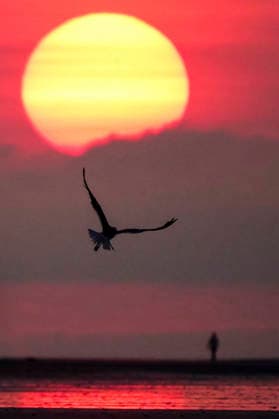 News Bilder des Tages August 16, 2026, Isle Of Palms, Sc, United States: A Gull takes flight silhouetted by the sunrise over the Atlantic Ocean along Wild Dunes beach, August 16, 2026 in Isle of Palms, South Carolina. Isle Of Palms United States - ZUMAe02_ 20260816_zaf_e02_003 Copyright: xRichardxEllisx