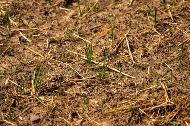 16.08.2026, Beckstetten im Unterallgäu, Landwirtschaftlicher Acker, der Boden ist extrem trocken durch den fehlenden Regen in diesem Sommer. Die kleinen Pflänzchen darben vor sich hin und brauchen dringend Regen. 16.08.2026, Acker 16.08.2026, Acker *** August 16, 2026, Beckstetten in the Unterallgäu region, farmland; the soil is extremely dry due to the lack of rain this summer. The little plants are withering away and desperately need rain. August 16, 2026, farmland August 16, 2026, farmland
