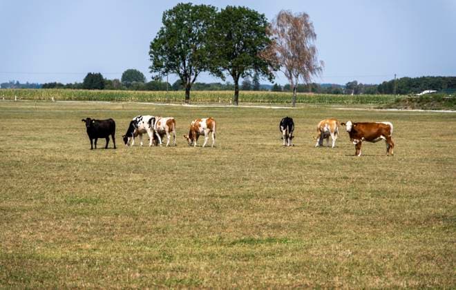 16.08.2026, Beckstetten im Unterallgäu, Kühe auf einer Landwirtschaftliche Wiese, der Boden ist extrem trocken durch den fehlenden Regen in diesem Sommer. Für die Landwirte gibt es kaum Grünfutter für die Tierhaltung. 16.08.2026, Acker 16.08.2026, Acker *** August 16, 2026, Beckstetten in the Unterallgäu region, cows in a farm meadow; the ground is extremely dry due to the lack of rain this summer. Farmers have hardly any forage for their livestock. August 16, 2026, field; August 16, 2026, field
