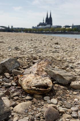 Historischer Niedrigwasser-Rekord am Rhein Freiliegendes Flussbett am Deutzer Rheinufer - 16.08.26 Blick vom Deutzer Rheinufer Richtung Kölner Dom auf das durch historisches Niedrigwasser freiliegende Flussbett des Rheins. Der Pegel Köln erreicht einen Tiefstand von 46 cm und unterbietet damit den bisherigen Rekord von 69 cm aus dem Jahr 2018 deutlich. Die Rheinschifffahrt ist durch das extrem niedrige Wasser praktisch zum Erliegen gekommen. Ein ca. 1 Meter langer toter Wels liegt ausgetrocknet in den Steinen. Köln Deutz Nordrhein-Westfalen Deutschland *** Record-Low Water Level on the Rhine: Exposed Riverbed on the Deutz Bank of the Rhine, August 16, 2026. View from the Deutz bank of the Rhine toward Cologne Cathedral, showing the r Copyright: xMarcxJohnx