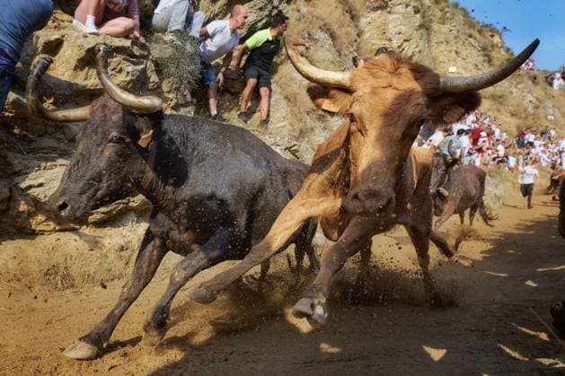 Runners race alongside bulls during traditional Pilon bull run in Spain FALCES, SPAIN, AUGUST 17, 2026: Runners race ahead of fighting bulls along the steep and narrow 800-metre hillside course during the traditional Pilon bull run in Falces, northern Spain. The event is held as part of the town s annual festivities in honour of the Virgin of Nieva. Falces Spain Copyright: x xUnaixBeroizx xJNAxPressx