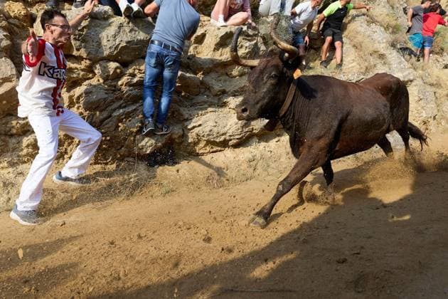 Runners race alongside bulls during traditional Pilon bull run in Spain FALCES, SPAIN, AUGUST 17, 2026: Runners race ahead of fighting bulls along the steep and narrow 800-metre hillside course during the traditional Pilon bull run in Falces, northern Spain. The event is held as part of the town s annual festivities in honour of the Virgin of Nieva. Falces Spain Copyright: x xUnaixBeroizx xJNAxPressx
