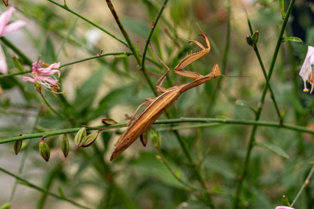 Gottesanbeterin zwischen Pflanzen und Blüten 17.08.26, Limburg: Symbolfoto, Illustrationsbild, Symbolbild, Illustrationsfoto, Alltagsszene Eine Europäische Gottesanbeterin (Mantis religiosa) sitzt zwischen grünen Pflanzen und Blüten. Die braun gefärbte Fangschrecke ist durch ihre Färbung zwischen den Stängeln gut getarnt. Die Gottesanbeterin gehört zu den Fangschrecken und ist auch in Deutschland zunehmend anzutreffen Limburg Hessen Deutschland *** Praying Mantis Among Plants and Flowers, August 26, 2017, Limburg; stock photo, illustrative image, symbolic image, illustrative photo, Everyday scene: A European praying mantis (Mantis religiosa) sits among green plants and flowers. The brown-colored mantis is well camouflaged among t Copyright: x xW2Artx xThorstenxWagnerx