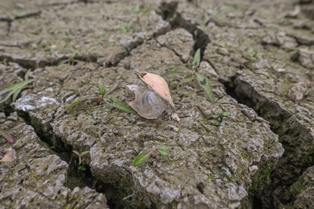 Historic summer heatwave drains southern Poland waterways ZEMBRZYCE, POLAND - AUGUST 17: An empty freshwater mussel shell sits on a patch of deeply cracked, parched earth as tiny weeds begin to sprout on the exposed bed of the Skawa River basin near Zembrzyce, southern Poland, on August 17, 2026. A record-breaking summer heatwave and acute lack of precipitation have caused water levels to plummet by over a meter, completely drying out large areas of the riverbed and destroying local aquatic ecosystems. The critical hydrological drought has forced regional authorities to enforce emergency water restrictions across the Malopolska province. Artur Widak Anadolu Zembrzyce Poland. Editorial use only. Please get in touch for any other usage.  Copyright: x2026xAnadoluxArturxWidakx