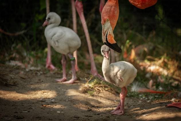 Entertainment Bilder des Tages RECORD DATE NOT STATED ATTENTION EDITORS - HANDOUT PICTURES - EDITORIAL USE ONLY - MANDATORY CREDIT Handout pictured distributed on Tuesday 18 August 2026 regarding two newborn American flamingo (Phoenicopterus ruber) chicks at the Zoo van Antwerpen zoo in Antwerp. PHOTO  HANDxOUTxZOOxANTWERPENx-xJONASxVERHULST 183644434