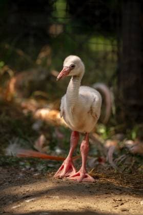 RECORD DATE NOT STATED ATTENTION EDITORS - HANDOUT PICTURES - EDITORIAL USE ONLY - MANDATORY CREDIT Handout pictured distributed on Tuesday 18 August 2026 regarding two newborn American flamingo (Phoenicopterus ruber) chicks at the Zoo van Antwerpen zoo in Antwerp. PHOTO  HANDxOUTxZOOxANTWERPENx-xJONASxVERHULST 183644442