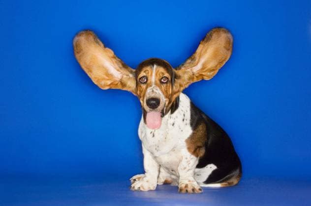 Basset hound with his ears flying away isolated over blue background model released Symbolfoto Copyright: xmoodboardx Panthermedia75361898.jpg