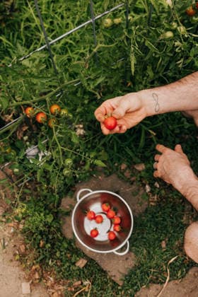 Man harvesting ripe cherry tomatoes in a garden Sioux Falls, South Dakota, United States R_ASWE260812-2096427-01 ,model released, Symbolfoto ,property released