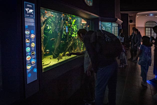 Berlin Charlottenburg-Wilmersdorf; Aquarium, dem Berliner Zoo angeschlossen, wurde nach 3 Jahren Umbau wieder komplett eröffnet - 19.08.2026 Berlin *** The Berlin Charlottenburg Wilmersdorf Aquarium, affiliated with the Berlin Zoo, reopened in full on August 19, 2026, after three years of renovations. Berlin