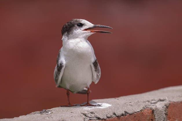 Entertainment Bilder des Tages August 19, 2026, Kathmandu, Bagmati, Nepal: A Common Tern was recently spotted for the first time at a historic pond in the busy market area of Kirtipur. Since there is no previous record of this bird in Kirtipur, many birdwatchers and enthusiasts visited the site today to observe it..The bird has been recorded at various wetlands in the Kathmandu Valley, including Nagdaha, Taudaha, Bagmati, Manohara, and Rani Pokhari. Kathmandu Nepal - ZUMAa308 20260819_znp_a308_005 Copyright: xChandraxBahadurxAlex