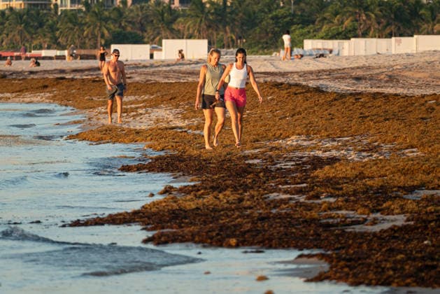 Sargassum seaweed covers Miami Beach amid a record bloom in 2026 MIAMI BEACH, USA - AUGUST 19: Sargassum seaweed piles up along the coast of Miami Beach in Florida, as the National Oceanic and Atmospheric Administration (NOAA) warns that 2026 could bring the largest sargassum bloom ever recorded in South Florida, driven by rising ocean temperatures and high nutrient levels in the Atlantic. Miami-Dade County crews are conducting daily cleanup operations along the county’s 17-mile coastline to manage the buildup in Miami Beach, Florida, on August 19, 2026. Jesus Olarte Anadolu Florida United States. Editorial use only. Please get in touch for any other usage.  Copyright: x2026xAnadoluxJesusxOlartex