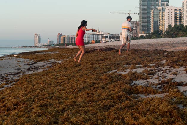 Sargassum seaweed covers Miami Beach amid a record bloom in 2026 MIAMI BEACH, USA - AUGUST 19: Sargassum seaweed piles up along the coast of Miami Beach in Florida, as the National Oceanic and Atmospheric Administration (NOAA) warns that 2026 could bring the largest sargassum bloom ever recorded in South Florida, driven by rising ocean temperatures and high nutrient levels in the Atlantic. Miami-Dade County crews are conducting daily cleanup operations along the county’s 17-mile coastline to manage the buildup in Miami Beach, Florida, on August 19, 2026. Jesus Olarte Anadolu Florida United States. Editorial use only. Please get in touch for any other usage.  Copyright: x2026xAnadoluxJesusxOlartex