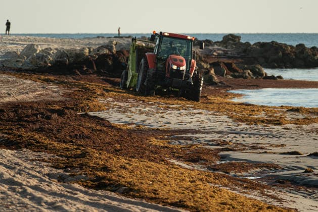 Sargassum seaweed covers Miami Beach amid a record bloom in 2026 MIAMI BEACH, USA - AUGUST 19: Sargassum seaweed piles up along the coast of Miami Beach in Florida, as the National Oceanic and Atmospheric Administration (NOAA) warns that 2026 could bring the largest sargassum bloom ever recorded in South Florida, driven by rising ocean temperatures and high nutrient levels in the Atlantic. Miami-Dade County crews are conducting daily cleanup operations along the county’s 17-mile coastline to manage the buildup in Miami Beach, Florida, on August 19, 2026. Jesus Olarte Anadolu Florida United States. Editorial use only. Please get in touch for any other usage.  Copyright: x2026xAnadoluxJesusxOlartex