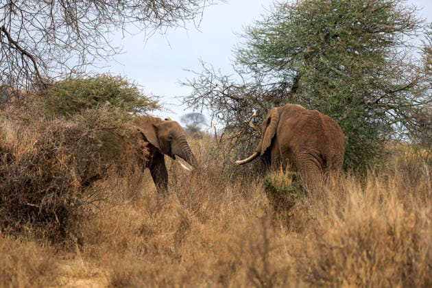 Wildlife authorities investigate death of 16 elephants around Kenya s Amboseli National Park KAJIADO, KENYA - AUGUST 19: A herd of elephants grazes at Amboseli National Park, Kajiado County, Kenya, on August 19, 2026. The Kenya Wildlife Service (KWS) launched an investigation following the death of 16 elephants across the surrounding Amboseli-Kimana ecosystem over recent weeks. Authorities are investigating suspected cyanide poisoning in the area over the past six weeks. Renowned for hosting one of Kenya s largest elephant populations and serving as a vital hub for nature-based tourism, the park remains open as veterinary and scientific teams conduct multi-agency laboratory tests to determine the environmental or toxicological cause of the  Copyright: x2026xAnadoluxLucasxMukasax