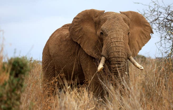 Wildlife authorities investigate death of 16 elephants around Kenya s Amboseli National Park KAJIADO, KENYA - AUGUST 19: A herd of elephants grazes at Amboseli National Park, Kajiado County, Kenya, on August 19, 2026. The Kenya Wildlife Service (KWS) launched an investigation following the death of 16 elephants across the surrounding Amboseli-Kimana ecosystem over recent weeks. Authorities are investigating suspected cyanide poisoning in the area over the past six weeks. Renowned for hosting one of Kenya s largest elephant populations and serving as a vital hub for nature-based tourism, the park remains open as veterinary and scientific teams conduct multi-agency laboratory tests to determine the environmental or toxicological cause of the  Copyright: x2026xAnadoluxLucasxMukasax