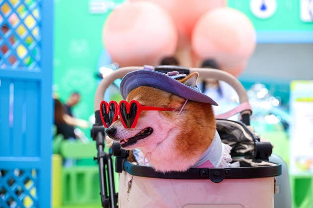 SHANGHAI, CHINA - AUGUST 19: A fashionable Shiba Inu dog stands at the BYD auto booth during the opening of the 28th Asian Pet Exhibition at Shanghai New International Expo Center on August 19, 2026 in Shanghai, China. The event features over 100 new product debuts in the Asia-Pacific region covering pet food, household items, smart devices, and grooming services.  Copyright: xVCGx 111660914127
