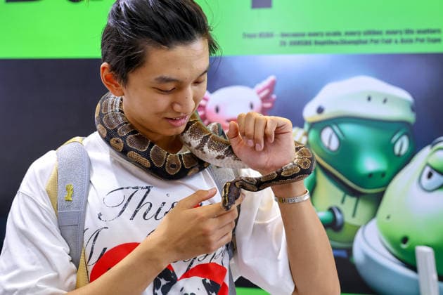 SHANGHAI, CHINA - AUGUST 19: A ball python is displayed in the pet exhibition area during the opening of the 28th Asian Pet Exhibition at Shanghai New International Expo Center on August 19, 2026 in Shanghai, China. The event features over 100 new product launches covering pet food, household items, smart devices, and healthcare.  Copyright: xVCGx 111660914142