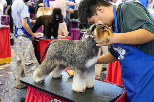 SHANGHAI, CHINA - AUGUST 19: A general view shows a pet grooming competition during the opening of the 28th Asian Pet Exhibition at Shanghai New International Expo Center on August 19, 2026 in Shanghai, China. The event features over 100 new product launches covering pet food, household items, smart devices, and healthcare.  Copyright: xVCGx 111660914150